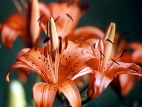 Elegant floral arrangement representing cultural significance