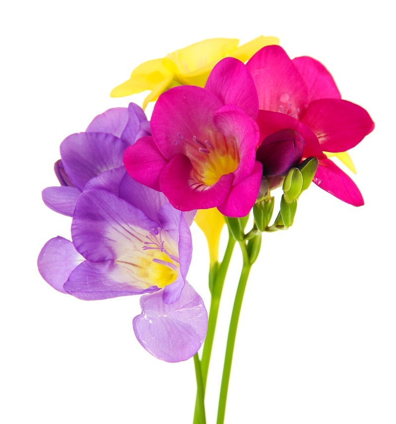 flowers flowers  / stopping flowers